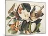 Black-Billed Cuckoo on Magnolia Grandiflora, 1828-John James Audubon-Mounted Premium Giclee Print
