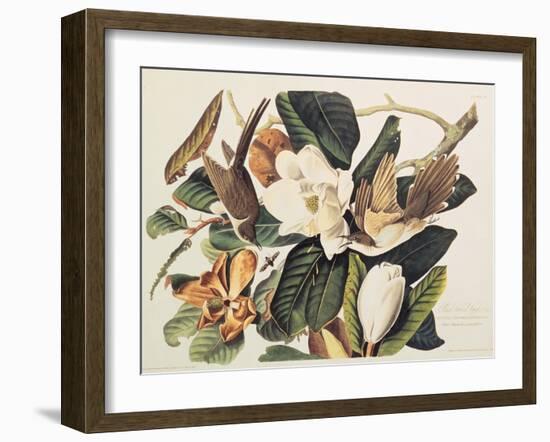 Black-Billed Cuckoo on Magnolia Grandiflora, 1828-John James Audubon-Framed Giclee Print