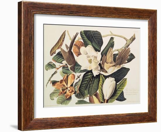 Black-Billed Cuckoo on Magnolia Grandiflora, 1828-John James Audubon-Framed Giclee Print