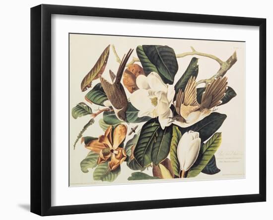 Black-Billed Cuckoo on Magnolia Grandiflora, 1828-John James Audubon-Framed Giclee Print