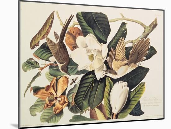 Black-Billed Cuckoo on Magnolia Grandiflora, 1828-John James Audubon-Mounted Giclee Print