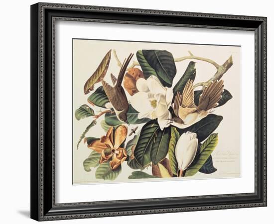 Black-Billed Cuckoo on Magnolia Grandiflora, 1828-John James Audubon-Framed Giclee Print