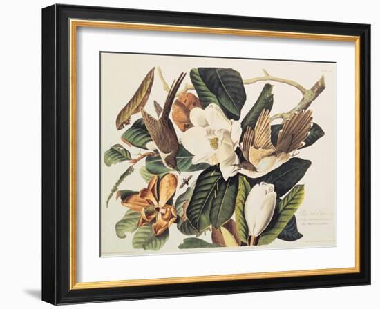 Black-Billed Cuckoo on Magnolia Grandiflora, 1828-John James Audubon-Framed Giclee Print