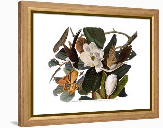 Black-Billed Cuckoo-John James Audubon-Framed Premier Image Canvas