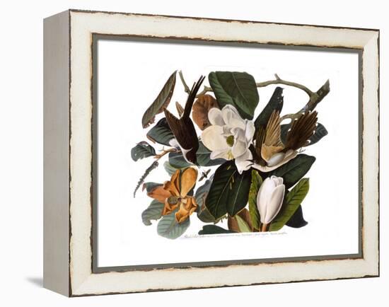 Black-Billed Cuckoo-John James Audubon-Framed Premier Image Canvas