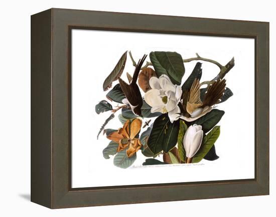 Black-Billed Cuckoo-John James Audubon-Framed Premier Image Canvas