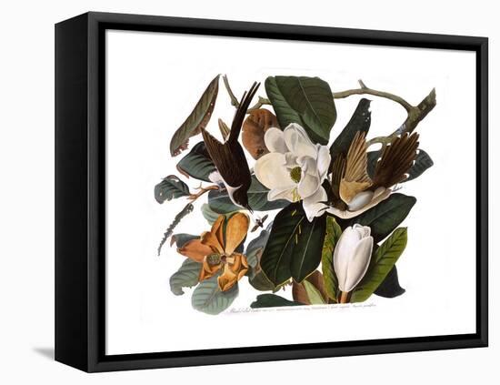 Black-Billed Cuckoo-John James Audubon-Framed Premier Image Canvas