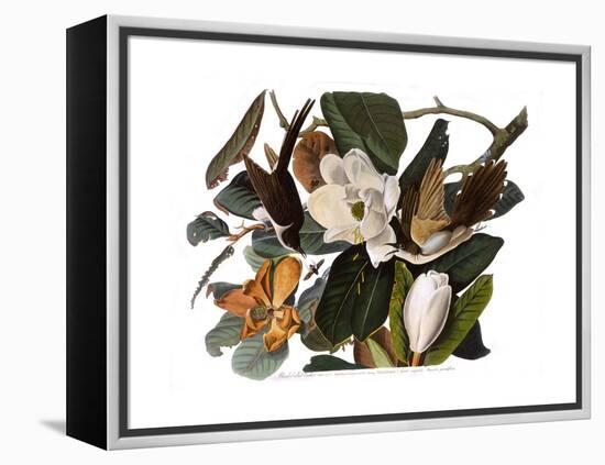 Black-Billed Cuckoo-John James Audubon-Framed Premier Image Canvas