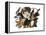 Black-Billed Cuckoo-John James Audubon-Framed Premier Image Canvas
