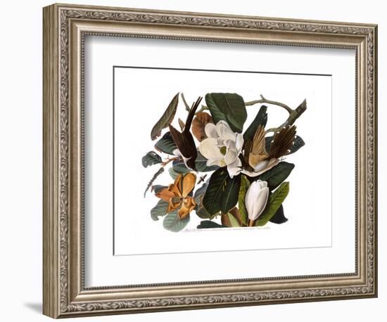 Black-Billed Cuckoo-John James Audubon-Framed Premium Giclee Print