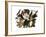 Black-Billed Cuckoo-John James Audubon-Framed Premium Giclee Print