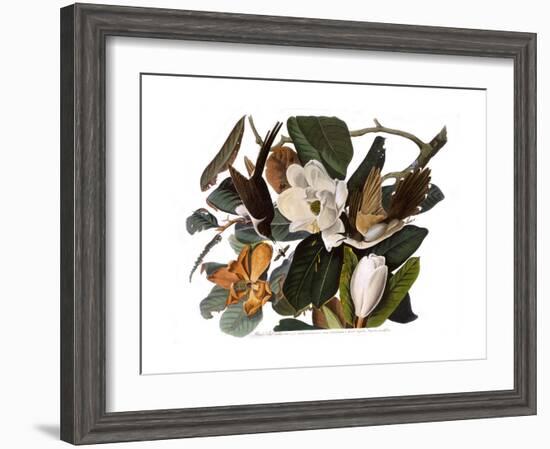 Black-Billed Cuckoo-John James Audubon-Framed Giclee Print