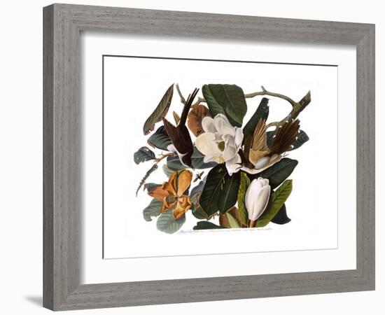 Black-Billed Cuckoo-John James Audubon-Framed Giclee Print