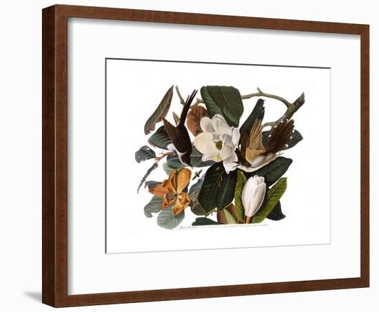 Black-Billed Cuckoo-John James Audubon-Framed Giclee Print