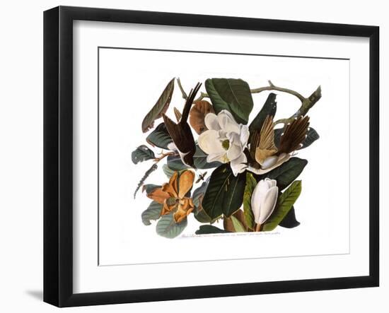 Black-Billed Cuckoo-John James Audubon-Framed Giclee Print