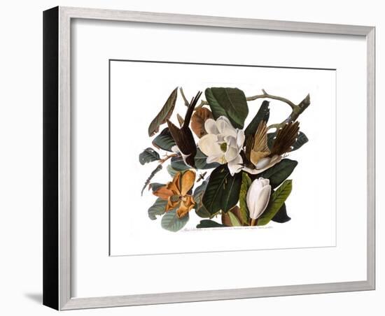 Black-Billed Cuckoo-John James Audubon-Framed Giclee Print