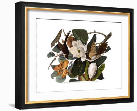 Black-Billed Cuckoo-John James Audubon-Framed Giclee Print