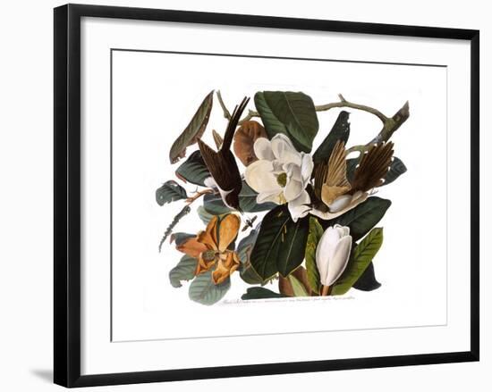 Black-Billed Cuckoo-John James Audubon-Framed Giclee Print