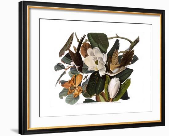 Black-Billed Cuckoo-John James Audubon-Framed Giclee Print