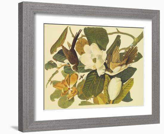 Black-Billed Cuckoo-John James Audubon-Framed Art Print