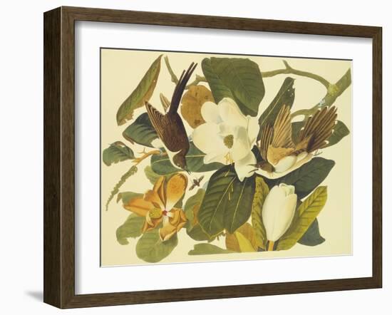 Black-Billed Cuckoo-John James Audubon-Framed Art Print