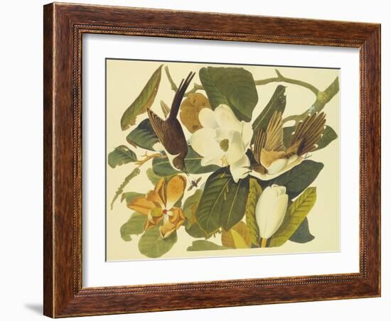 Black-Billed Cuckoo-John James Audubon-Framed Art Print