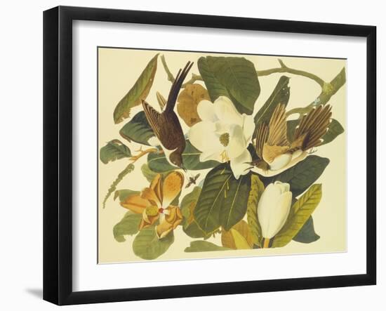 Black-Billed Cuckoo-John James Audubon-Framed Art Print