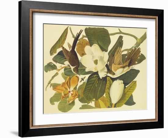 Black-Billed Cuckoo-John James Audubon-Framed Art Print