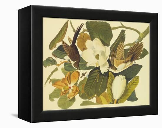 Black-Billed Cuckoo-John James Audubon-Framed Stretched Canvas