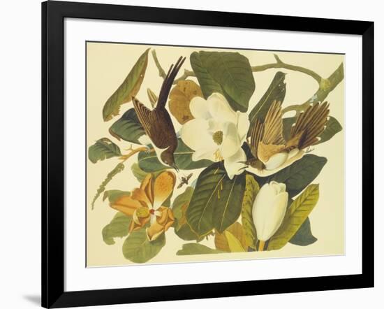 Black-Billed Cuckoo-John James Audubon-Framed Art Print