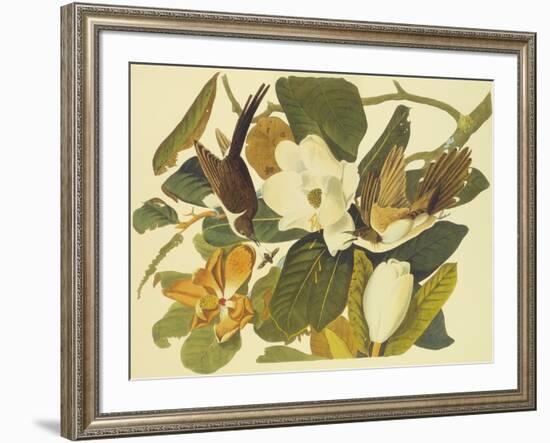 Black-Billed Cuckoo-John James Audubon-Framed Art Print