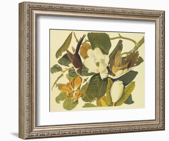 Black-Billed Cuckoo-John James Audubon-Framed Art Print