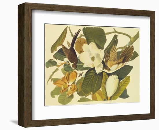 Black-Billed Cuckoo-John James Audubon-Framed Art Print