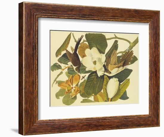 Black-Billed Cuckoo-John James Audubon-Framed Art Print