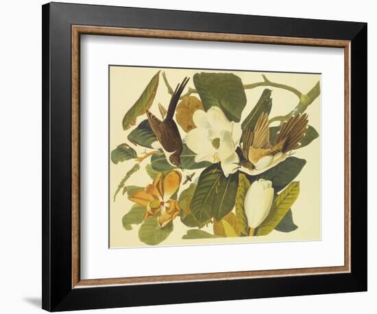 Black-Billed Cuckoo-John James Audubon-Framed Art Print