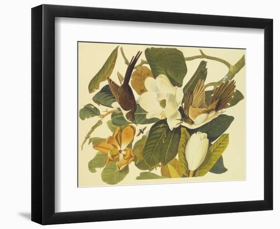 Black-Billed Cuckoo-John James Audubon-Framed Art Print