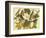 Black-Billed Cuckoo-John James Audubon-Framed Art Print