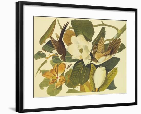 Black-Billed Cuckoo-John James Audubon-Framed Art Print