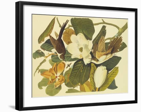 Black-Billed Cuckoo-John James Audubon-Framed Art Print