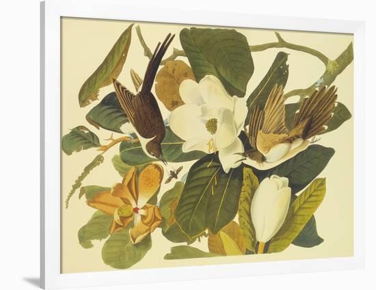 Black-Billed Cuckoo-John James Audubon-Framed Premium Giclee Print