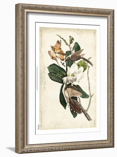 Black-billed Cuckoo-John James Audubon-Framed Art Print