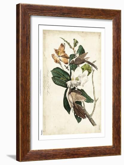 Black-billed Cuckoo-John James Audubon-Framed Art Print