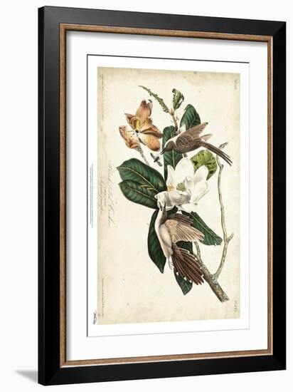 Black-billed Cuckoo-John James Audubon-Framed Art Print