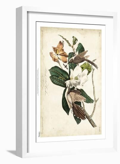 Black-billed Cuckoo-John James Audubon-Framed Art Print