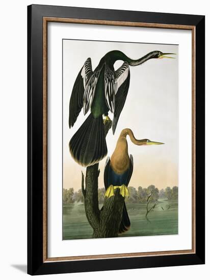 Black-Billed Darter, from 'Birds of America', engraved by Robert Havell-John James Audubon-Framed Giclee Print