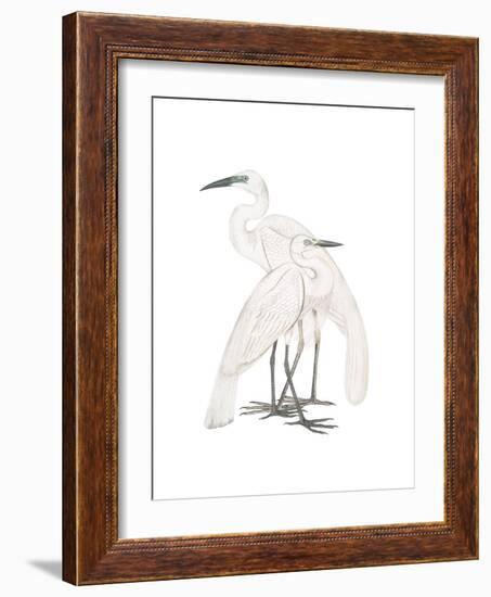 Black Billed Heron-Maria Mendez-Framed Giclee Print