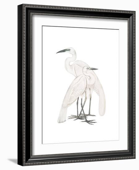 Black Billed Heron-Maria Mendez-Framed Giclee Print