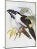 Black Billed Hill Toucan-John Gould-Mounted Giclee Print