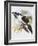 Black Billed Hill Toucan-John Gould-Framed Giclee Print