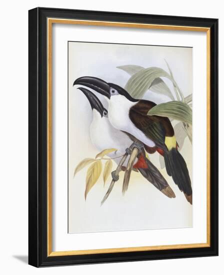 Black Billed Hill Toucan-John Gould-Framed Giclee Print